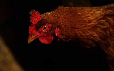 Tanda ayam berkokok tengah malam  Ayam Berkokok Jam 11 Malam Menurut Islam